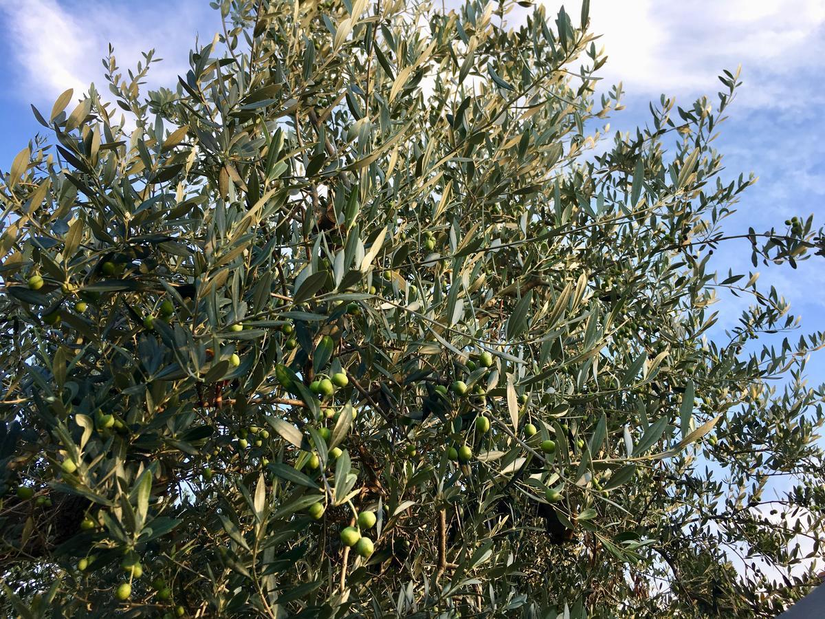 C'Era Una Volta Podere San Giovanni Fossacesia Kültér fotó